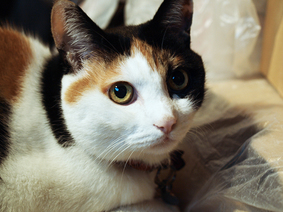 misuzu_20201014_R0140269.jpg